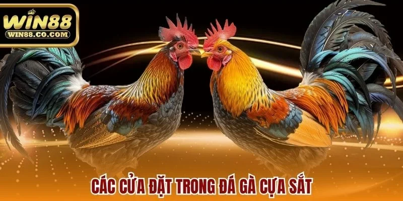 Các cửa đặt trong đá gà cựa sắt