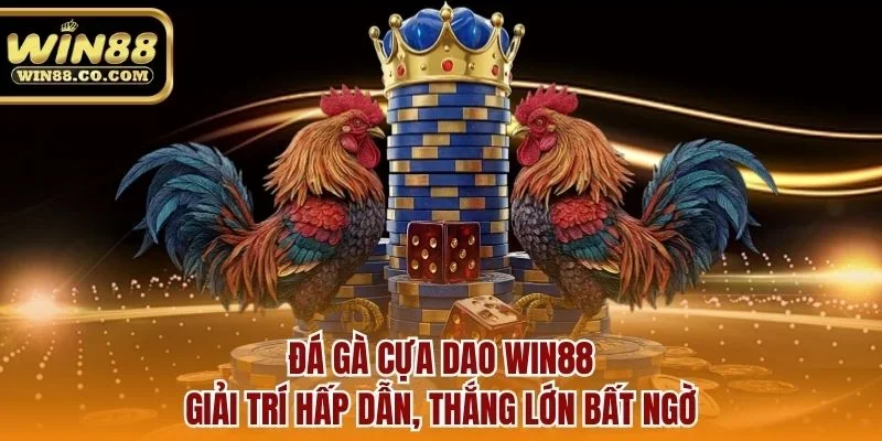 Đá gà cựa dao