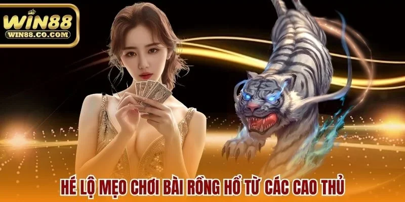 Hé lộ mẹo chơi bài rồng hổ từ các cao thủ