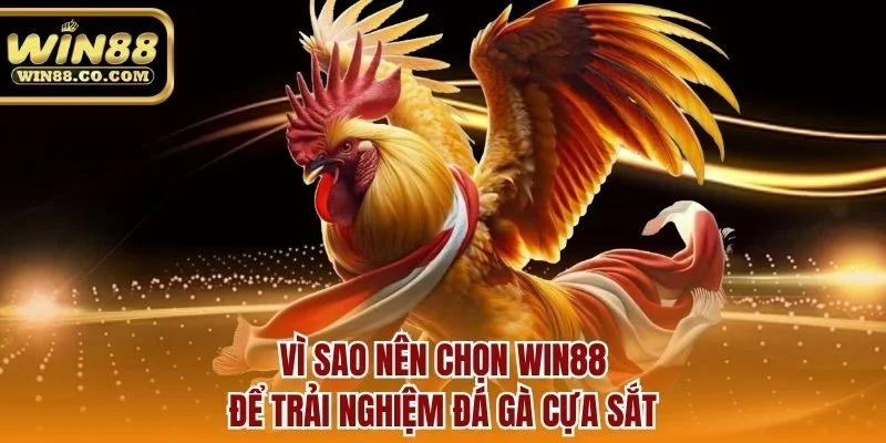 Vì sao nên chọn win88 để trải nghiệm đá gà cựa sắt